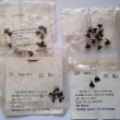 Umělá muška lipanová mokrá (Coachmann, Red Ant, Alder), druh 821, velikost 18 - 20. Výrobce ZNAK HK. Originální balení v celofánovém sáčku (pův. 25 kusů).