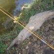 Bambusový prut, dvoudílný, délka složeného prutu cca 300 cm. Lakovaný, vyvazovaný, s vodicími očky (naváděcí očko s keramickou vložkou) a očkem koncovým, s držákem navijáku můstkovým. (pozn.: červený gumový knoflík nemusí patřit k originálnímu prutu RYNA)